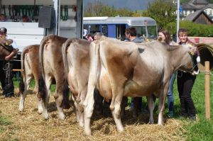 ZF Ella B73 Gander Sepp Grafenort